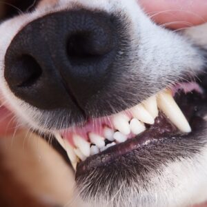 Czy sucha karma czyści zęby? Kamień nazębny u psów i kotów