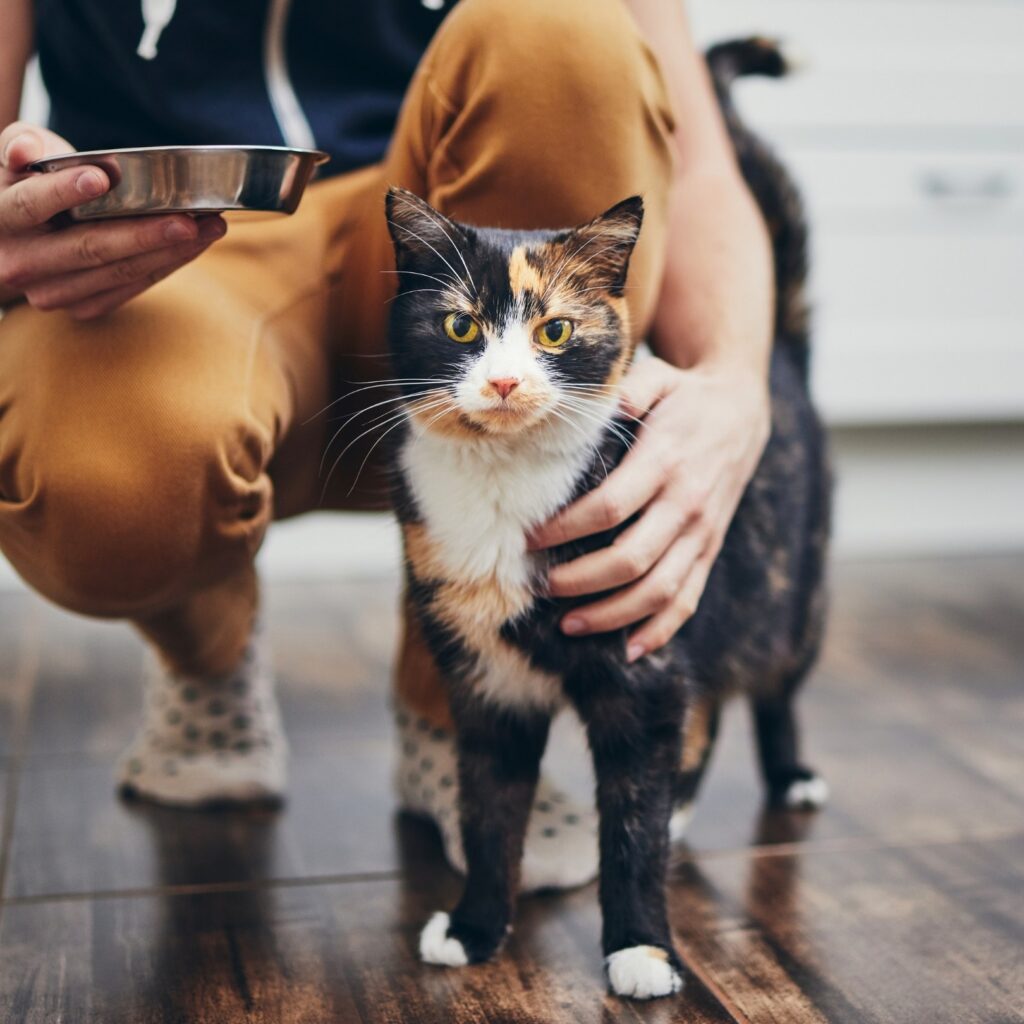 Karmy dla wybrednych kotów i psów - czy naprawdę warto je podawać?
